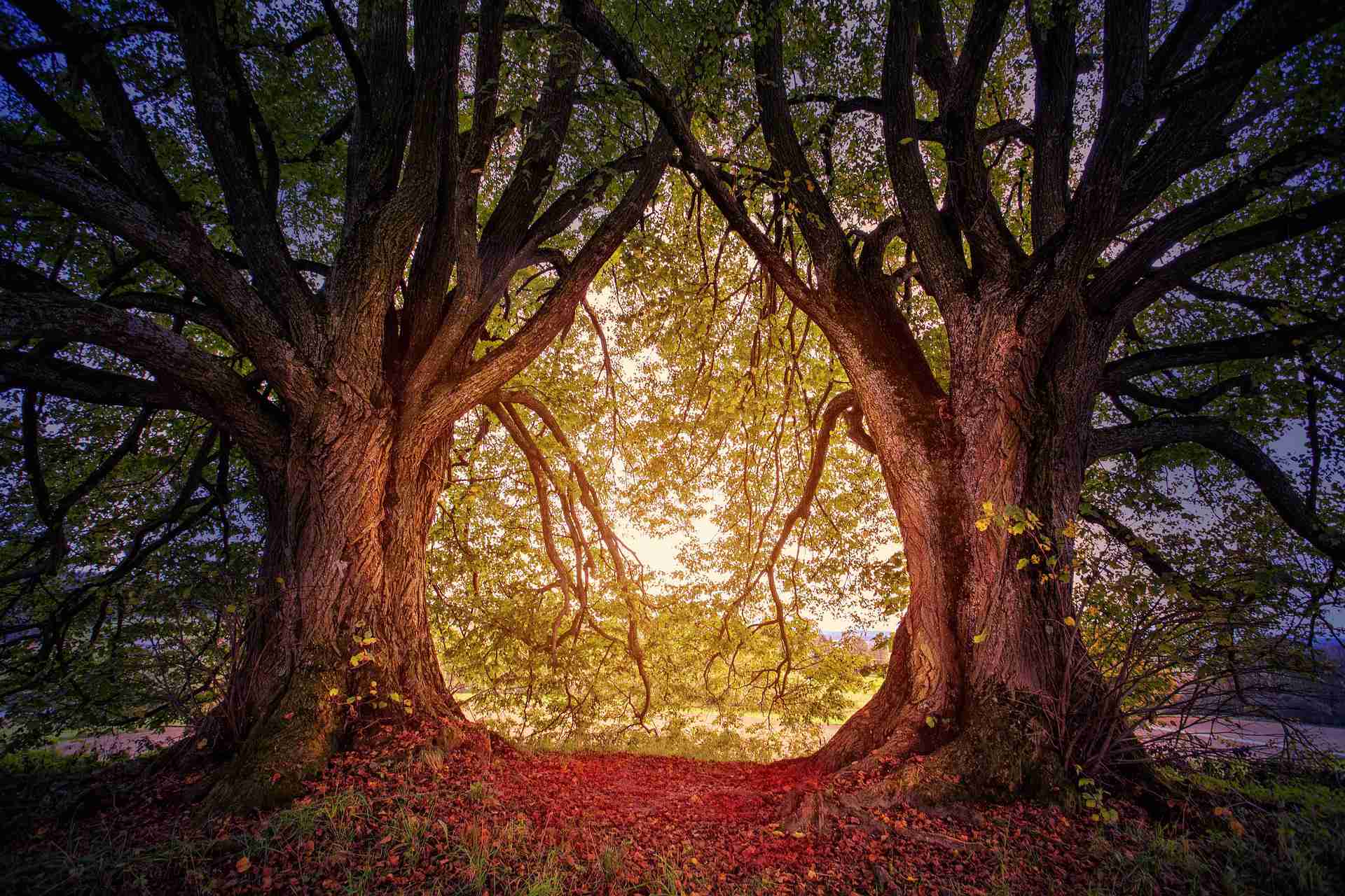 Aura_tree-3384831_1920